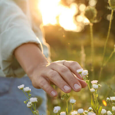 A hand gently touching white wildflowers in a sunlit field.
