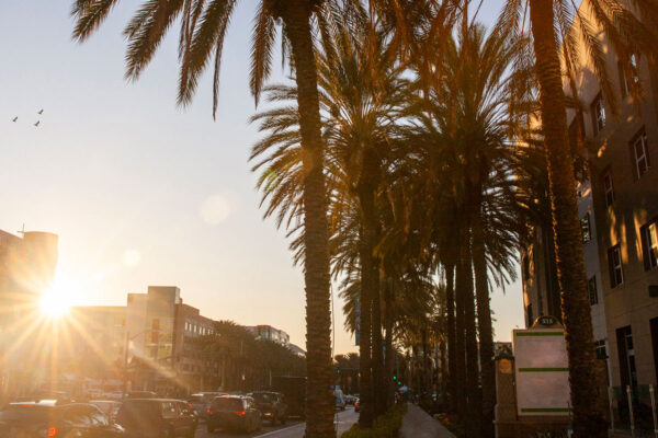 Palm trees in front of buildings in Anaheim, California