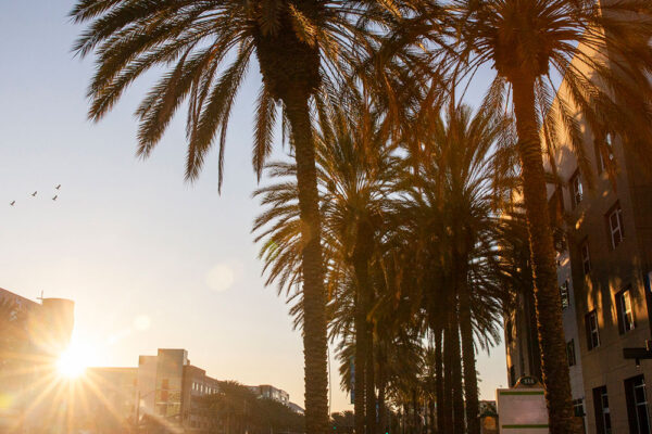 Palm trees in front of buildings in Anaheim, California